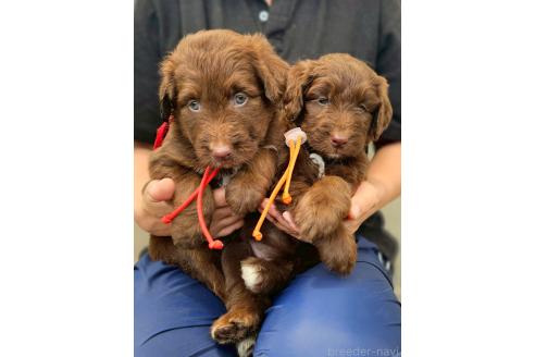 成約済の長野県のミックス犬-392294の3枚目