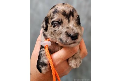 販売中ののミックス犬-395395
