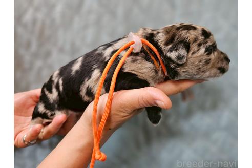 成約済の長野県のミックス犬-395395の13枚目