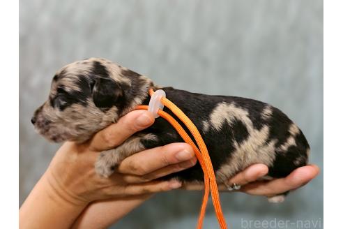 成約済の長野県のミックス犬-395395の12枚目