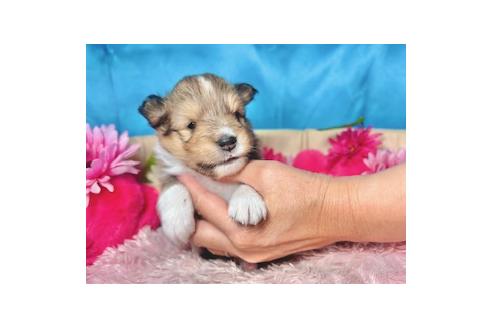 販売中の愛知県のシェットランドシープドッグ(シェルティ)-395427の3枚目