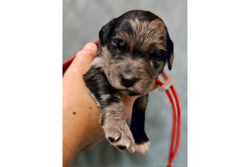 販売中の長野県のミックス犬-395396の1枚目