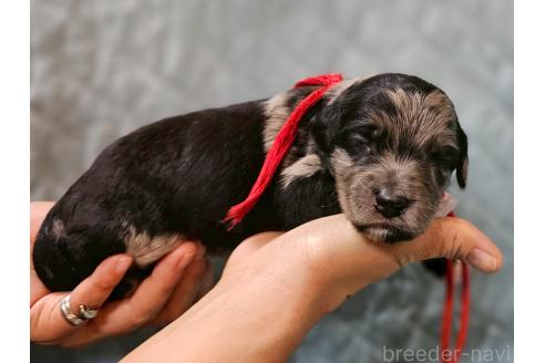 販売中の長野県のミックス犬-395396の3枚目