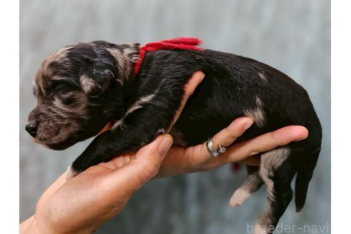 販売中の長野県のミックス犬-395396の2枚目