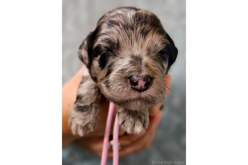 販売中の長野県のミックス犬-395397の1枚目