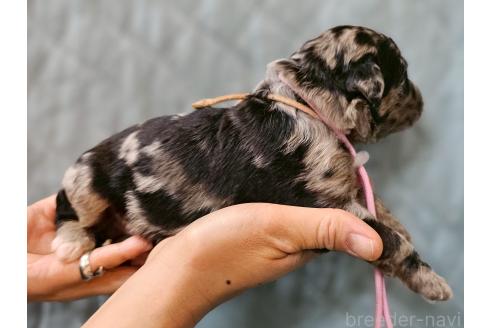 販売中の長野県のミックス犬-395397の3枚目