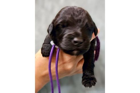 販売中の長野県のミックス犬-395400の1枚目