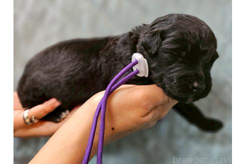 販売中の長野県のミックス犬-395400の3枚目