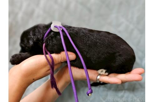 販売中の長野県のミックス犬-395400の2枚目