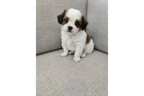 販売中の北海道のミックス犬-395403の1枚目