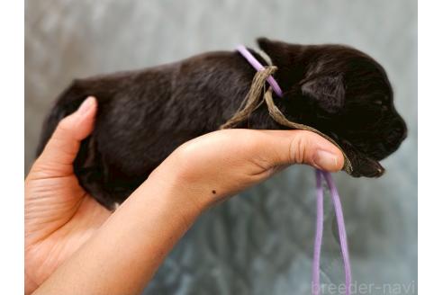販売中の長野県のミックス犬-395402の3枚目
