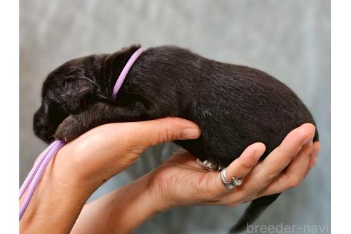 販売中の長野県のミックス犬-395402の2枚目