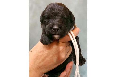 販売中の長野県のミックス犬-395404の1枚目