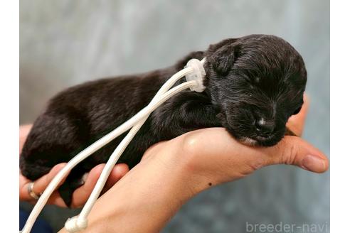 販売中の長野県のミックス犬-395404の3枚目