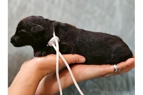 販売中の長野県のミックス犬-395404の2枚目