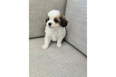 販売中の北海道のミックス犬-395407の2枚目