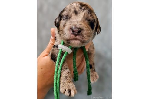 販売中の長野県のミックス犬-395405の1枚目