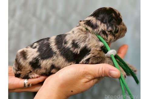 販売中の長野県のミックス犬-395405の3枚目