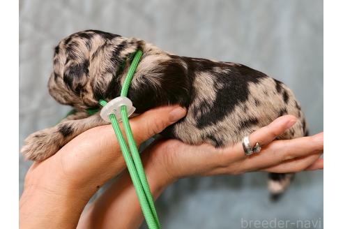 販売中の長野県のミックス犬-395405の2枚目