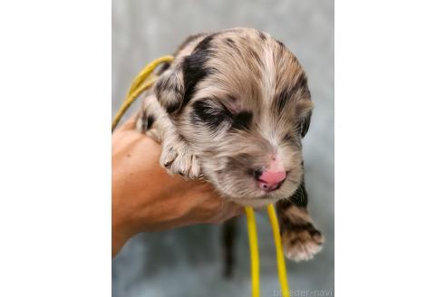 販売中の長野県のミックス犬-395406の1枚目