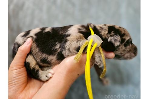 販売中の長野県のミックス犬-395406の3枚目