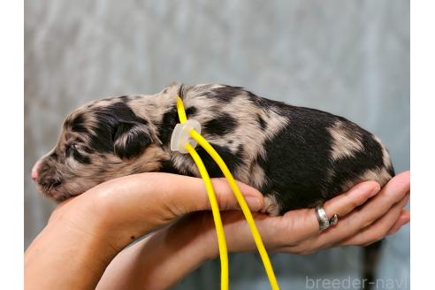 販売中の長野県のミックス犬-395406の2枚目