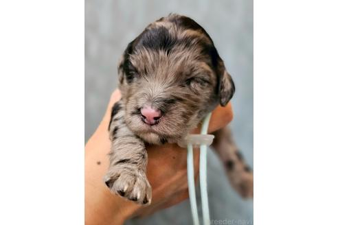 販売中の長野県のミックス犬-395409