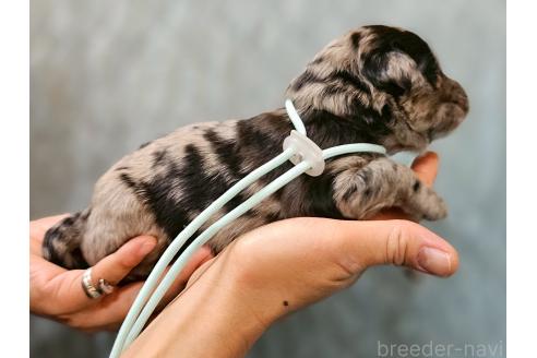 販売中の長野県のミックス犬-395409の3枚目