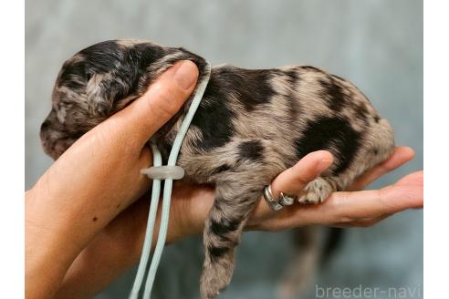 販売中の長野県のミックス犬-395409の2枚目