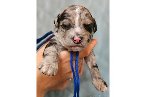 販売中の長野県のミックス犬-395412の1枚目