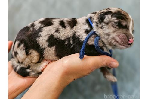 販売中の長野県のミックス犬-395412の3枚目