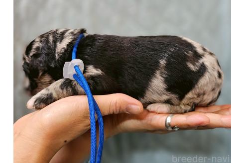 販売中の長野県のミックス犬-395412の2枚目