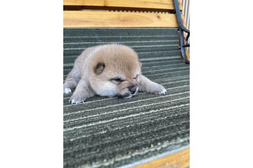 販売中の岡山県の豆柴-395418の3枚目