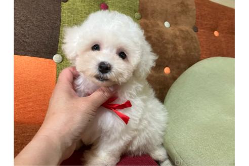 販売中の福岡県のマルプー:マルチーズ×トイプードル-395424の3枚目