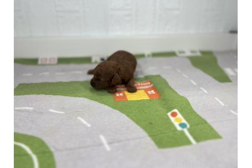 販売中の愛知県のトイプードル-395438の6枚目
