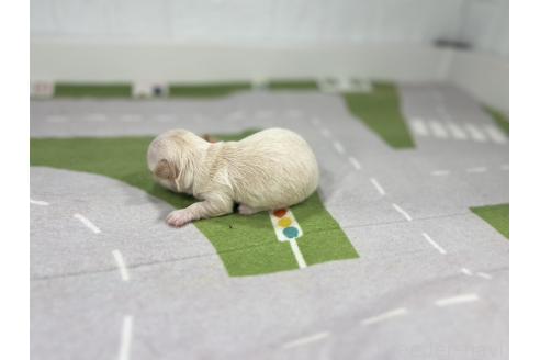 販売中の愛知県のチワワ(ロングコート)-395441の2枚目