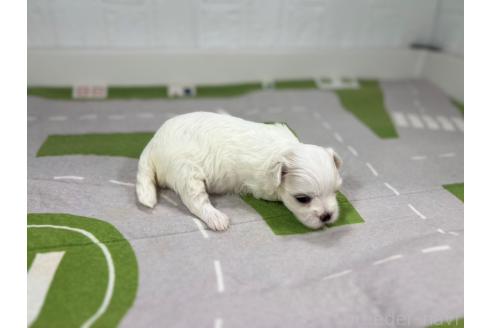 販売中の愛知県のマルチーズ-395443の6枚目