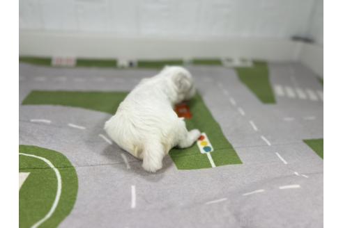 販売中の愛知県のマルチーズ-395443の5枚目