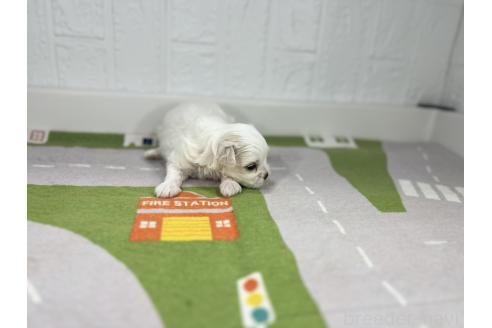 販売中の愛知県のマルチーズ-395443の4枚目