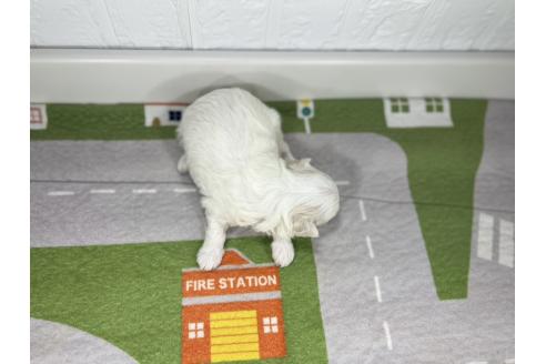 販売中の愛知県のマルチーズ-395443の3枚目
