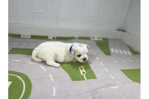 販売中の愛知県のマルチーズ-395444の6枚目