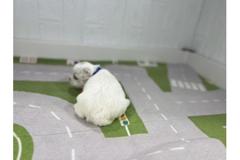 販売中の愛知県のマルチーズ-395444の5枚目