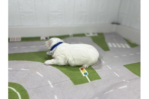 販売中の愛知県のマルチーズ-395444の2枚目