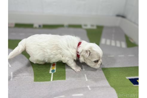 販売中の愛知県のマルチーズ-395447の6枚目