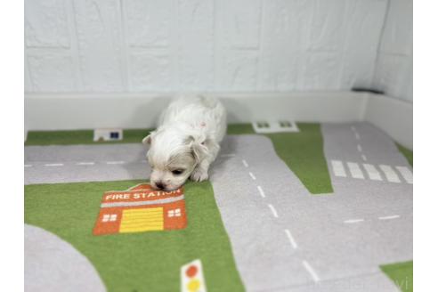 販売中の愛知県のマルチーズ-395447の4枚目