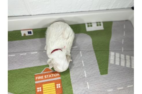 販売中の愛知県のマルチーズ-395447の3枚目