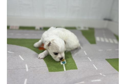 販売中の愛知県のマルチーズ-395447の2枚目