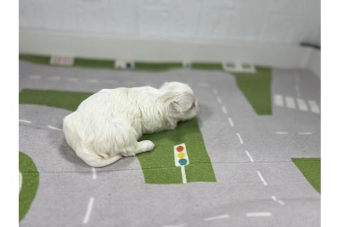 販売中の愛知県のマルチーズ-395450の6枚目