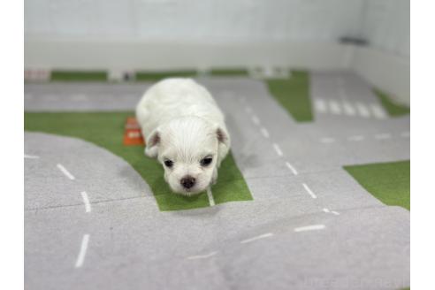 販売中の愛知県のマルチーズ-395450の4枚目
