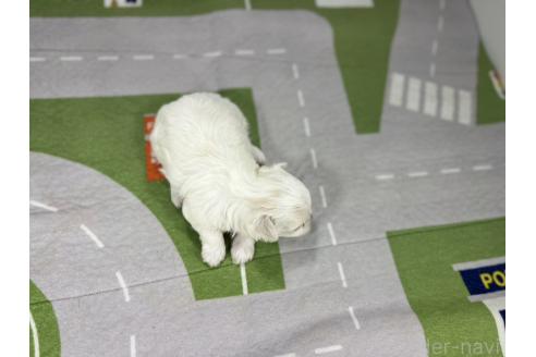 販売中の愛知県のマルチーズ-395450の3枚目